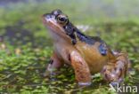 Common Frog (Rana temporaria)