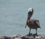 Bruine pelikaan (Pelecanus occidentalis)