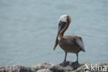 Bruine pelikaan (Pelecanus occidentalis)