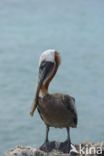 Brown pelican (Pelecanus occidentalis)