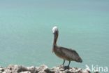 Brown pelican (Pelecanus occidentalis)