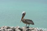 Brown pelican (Pelecanus occidentalis)