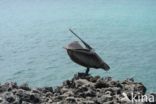 Brown pelican (Pelecanus occidentalis)