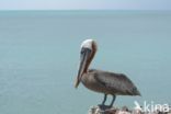 Brown pelican (Pelecanus occidentalis)