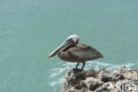 Brown pelican (Pelecanus occidentalis)