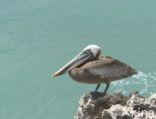 Brown pelican (Pelecanus occidentalis)