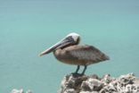 Bruine pelikaan (Pelecanus occidentalis)