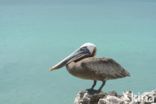 Brown pelican (Pelecanus occidentalis)