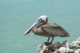 Bruine pelikaan (Pelecanus occidentalis)