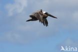 Brown pelican (Pelecanus occidentalis)