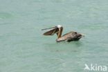 Brown pelican (Pelecanus occidentalis)