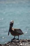 Bruine pelikaan (Pelecanus occidentalis)