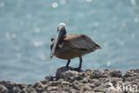 Brown pelican (Pelecanus occidentalis)