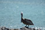 Bruine pelikaan (Pelecanus occidentalis)