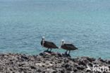 Brown pelican (Pelecanus occidentalis)