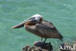 Bruine pelikaan (Pelecanus occidentalis)