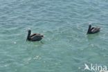 Brown pelican (Pelecanus occidentalis)