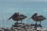 Brown pelican (Pelecanus occidentalis)