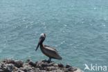 Brown pelican (Pelecanus occidentalis)