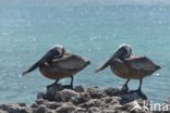 Brown pelican (Pelecanus occidentalis)