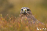 Buizerd (Buteo buteo)