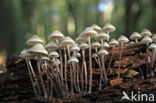 Angel s bonnet (Mycena arcangeliana)