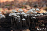 Angel s bonnet (Mycena arcangeliana)