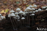 Angel s bonnet (Mycena arcangeliana)