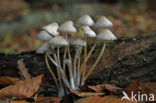 Angel s bonnet (Mycena arcangeliana)