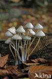 Bundelmycena (Mycena arcangeliana)