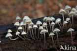 Angel s bonnet (Mycena arcangeliana)