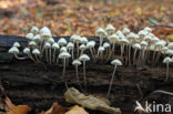 Angel s bonnet (Mycena arcangeliana)