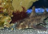 horned shark  (Heterodontus francisci)