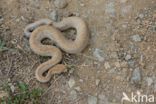 Arubaanse ratelslang (Crotalus durissus unicolor)