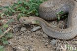 Arubaanse ratelslang (Crotalus durissus unicolor)