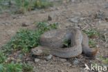 Arubaanse ratelslang (Crotalus durissus unicolor)