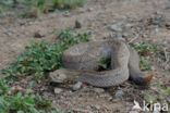 Aruba rattlesnake (Crotalus durissus unicolor)