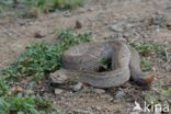 Arubaanse ratelslang (Crotalus durissus unicolor)