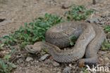 Arubaanse ratelslang (Crotalus durissus unicolor)