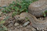 Arubaanse ratelslang (Crotalus durissus unicolor)