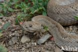 Arubaanse ratelslang (Crotalus durissus unicolor)