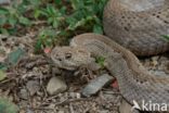 Arubaanse ratelslang (Crotalus durissus unicolor)