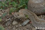 Arubaanse ratelslang (Crotalus durissus unicolor)