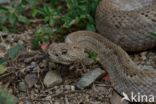 Aruba rattlesnake (Crotalus durissus unicolor)