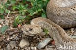 Arubaanse ratelslang (Crotalus durissus unicolor)