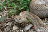 Aruba rattlesnake (Crotalus durissus unicolor)