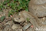 Aruba rattlesnake (Crotalus durissus unicolor)