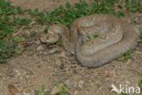 Arubaanse ratelslang (Crotalus durissus unicolor)