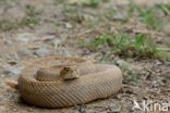 Aruba rattlesnake (Crotalus durissus unicolor)