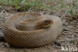 Arubaanse ratelslang (Crotalus durissus unicolor)